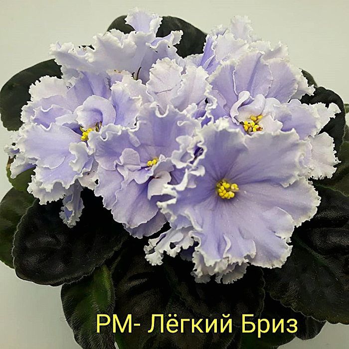 Детки сортовых фиалок