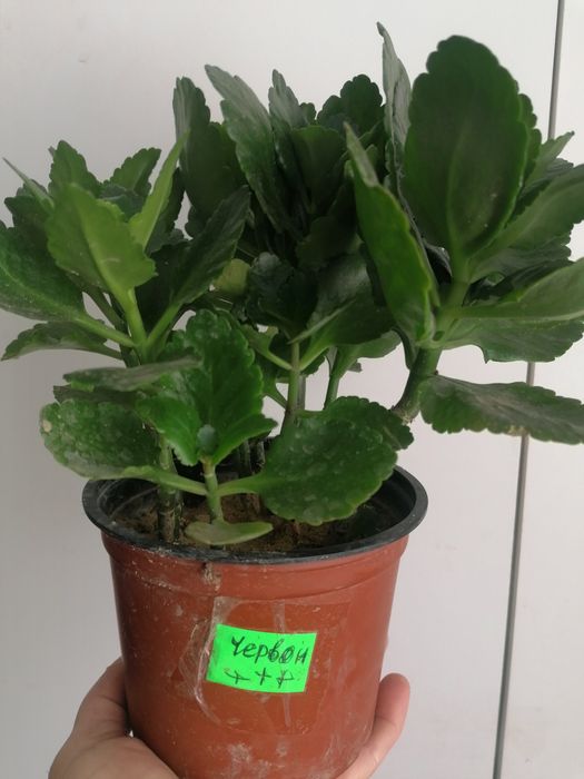 Каланхоє червоний, лимонний