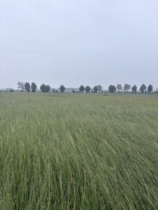 Piękne siano zbiór 2026