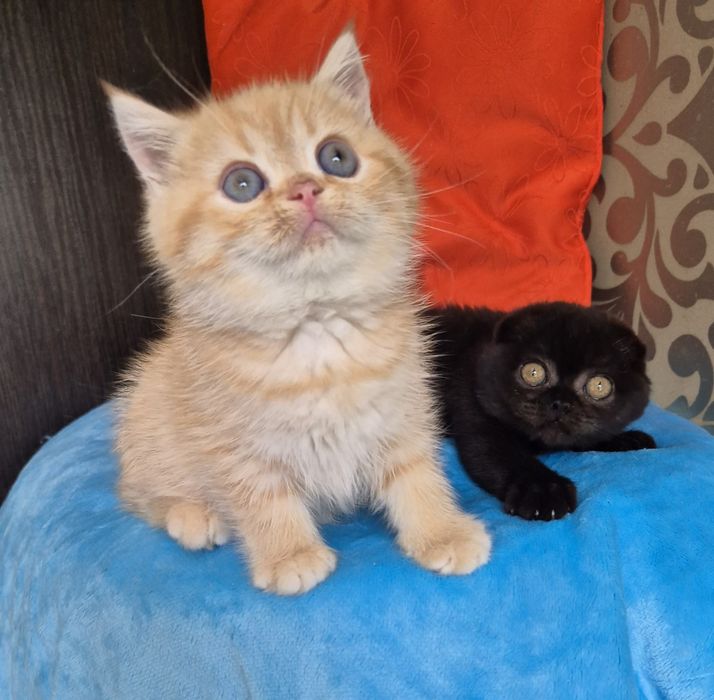 Шотландські кошенята Scottish Fold