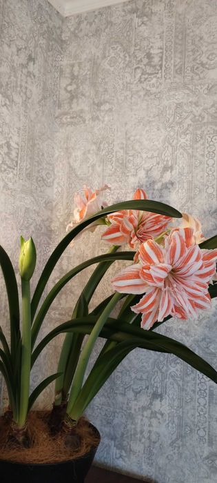 Сіянці амариліса Gervase * Dancing Queen . 1 рік 2 місяці