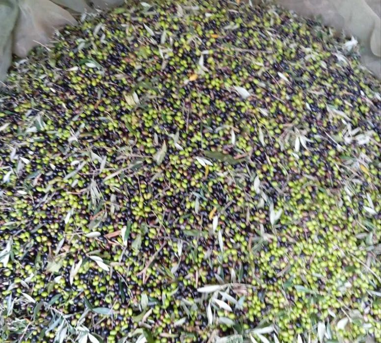 Azeite caseiro de oliveira galega