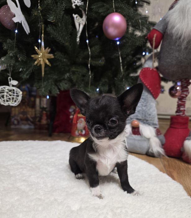 Чарівні міні чихуахуа.