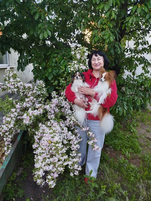 Цуценята Папійони