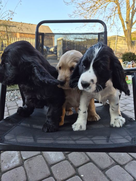 Piękny Piesek Cocker Spaniel