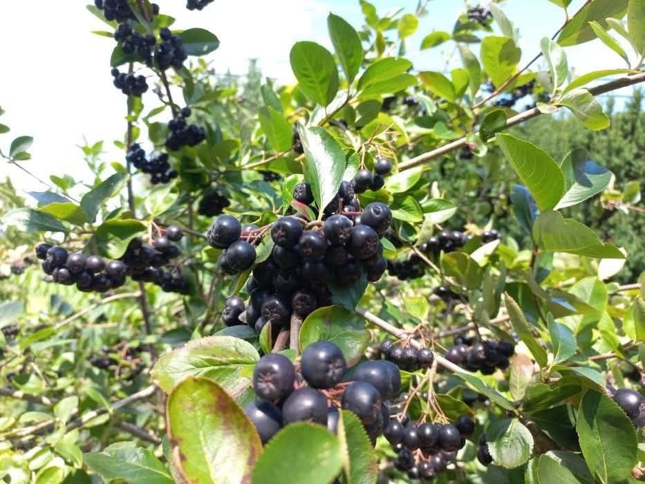 Aronia 10 kg ... Zrywana po zamówieniu 8 zł za kg