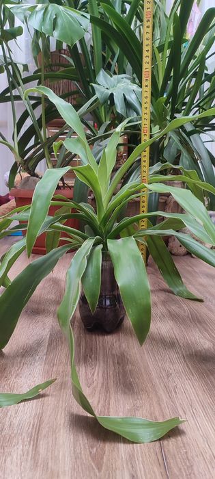 Драцена, кімнатна рослина, вазон