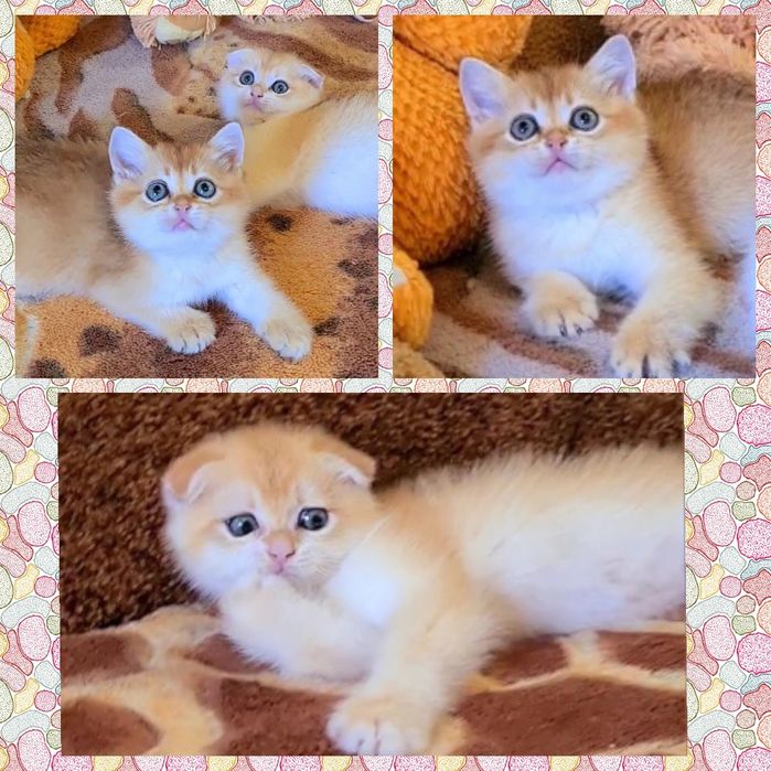 Золотые шиншиллы вислоухий и прямоухие