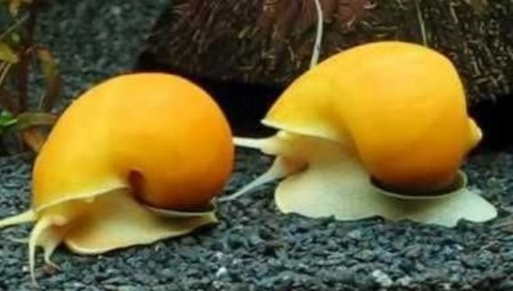 Улитки улитки улитки