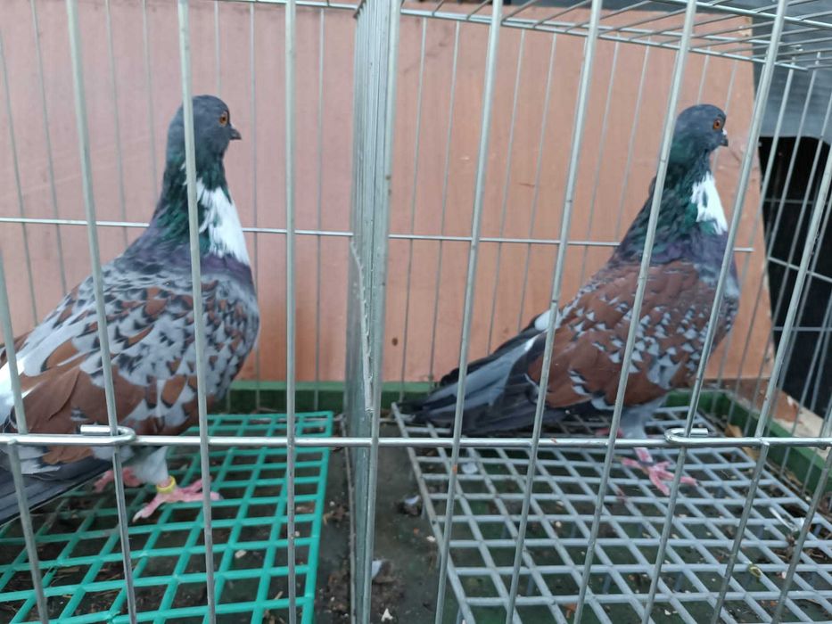 Koszua golębie ozdobne