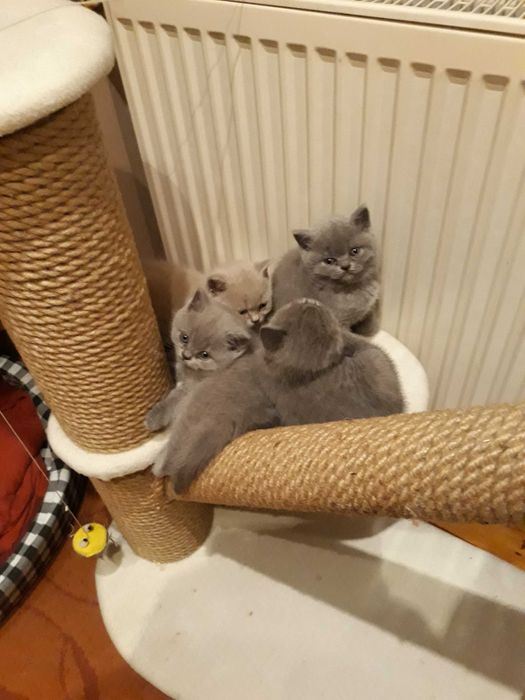 Kotka Brytyjska Niebieska Krótkowłosa z 5 pokoleniowym rodowodem