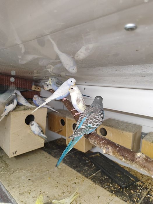 Papugi faliste  sprzedam