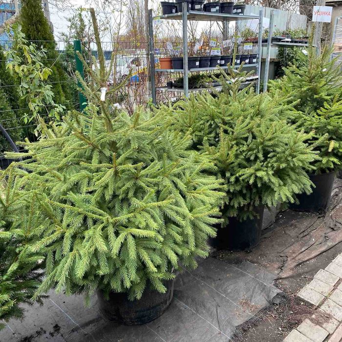 Елки, ялини, сосни живі в горщиках