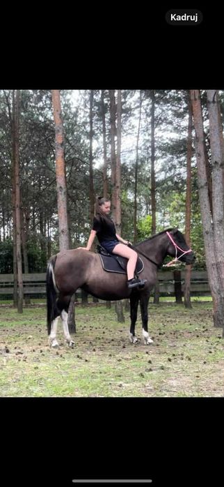 Klacz huculska po Azja-W hucuł