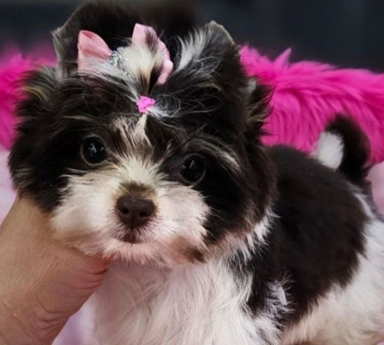 Śliczna urocza maleńka laleczka Choco White York