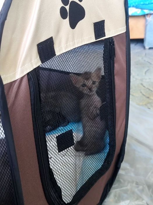 Отдам котят в добрые и ответственные руки