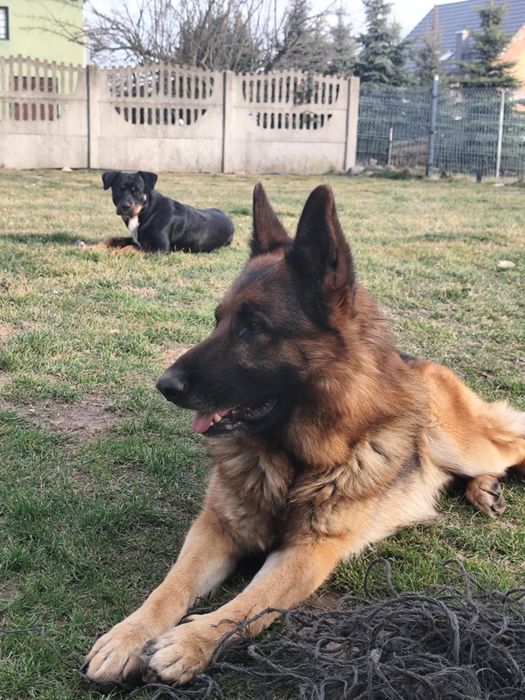 Oddam  za darmo owczarek niemiecki pitbull mix rodwailer