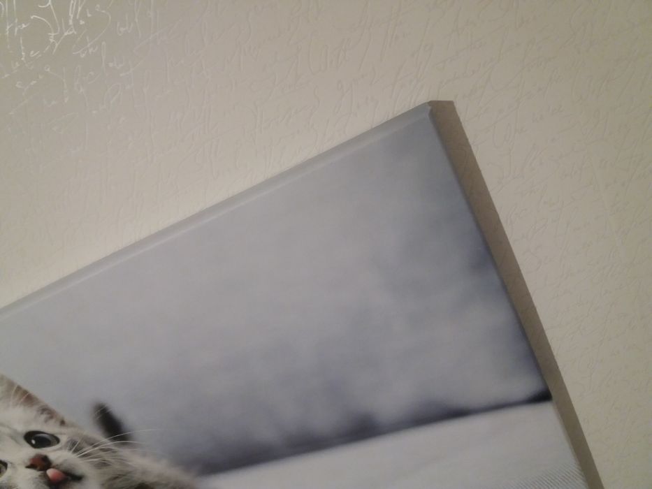 Obraz grafika na płótnie Kotek