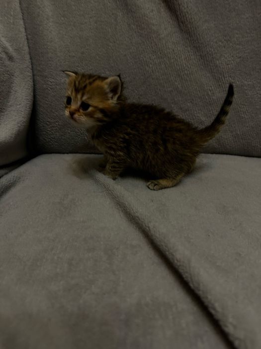 бронювання кошенят