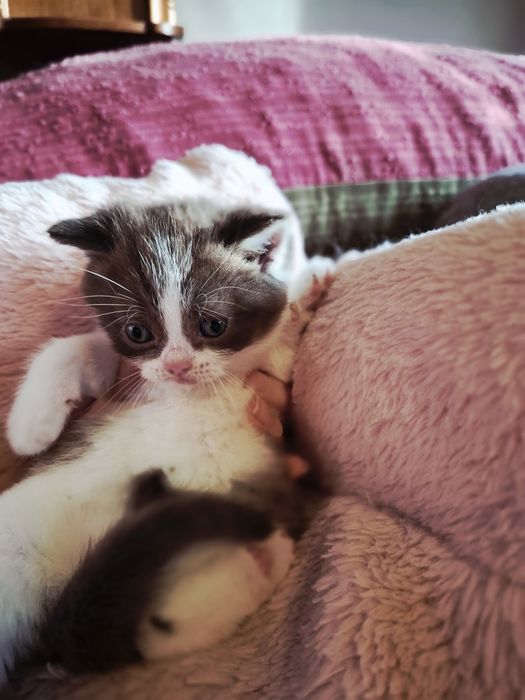 Kot Brytyjski  kocurek