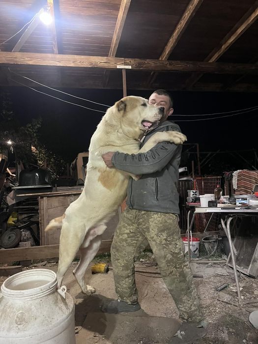 Шукаємо наречених