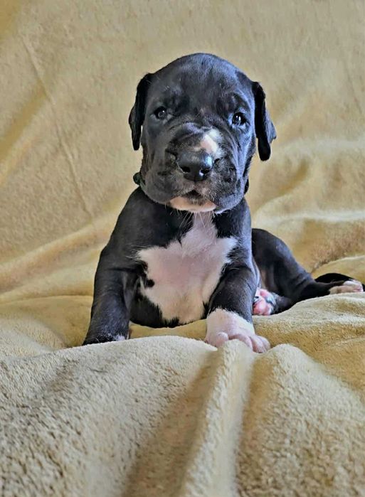 Dog niemiecki czarny Szczenię ZKwP FCI