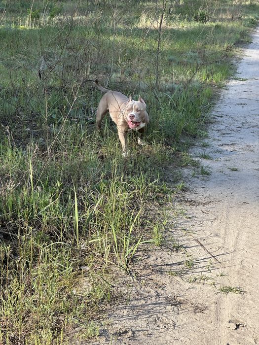 Американський буллі вʼязка