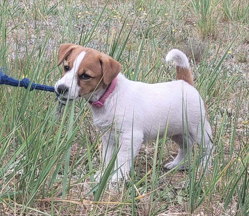 Jack Russell Terrier 2.300