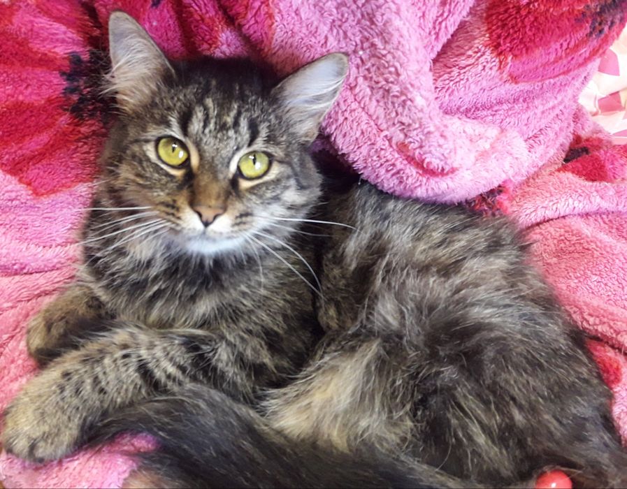 Очень пушистая сибирская кошечка, 2,5 года, СТЕРИЛИЗОВАНА!