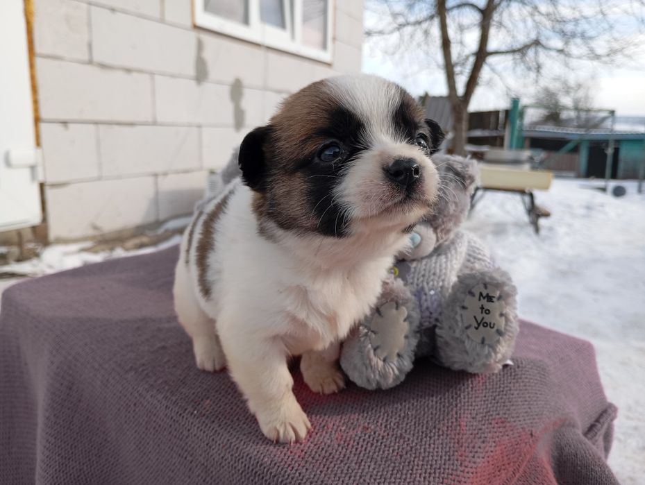 Пикинес  дівчинка