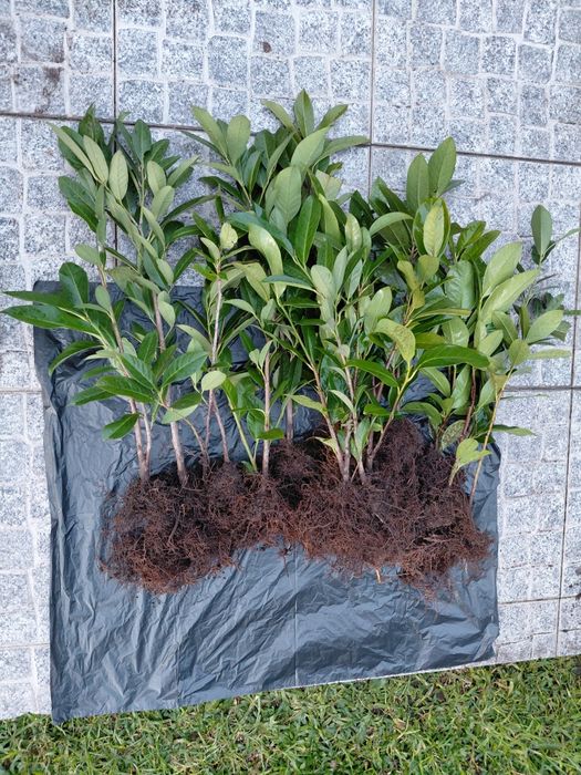 Louro Cerejo (lauros) - para fazer sebes