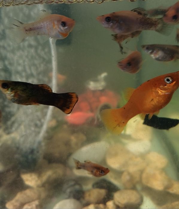 Продам деток моллинезии