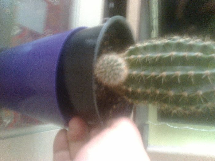 Кактусы новых горшках