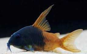 Kirys CW217 WF/F0 (2,5-3cm)