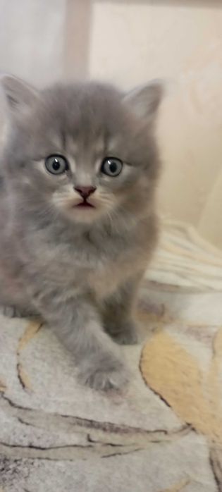 Котики шотландской вислоухой
