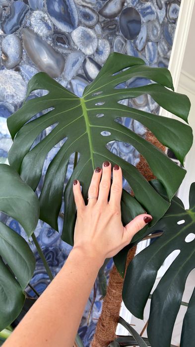 Piękna duża Monstera Deliciosa