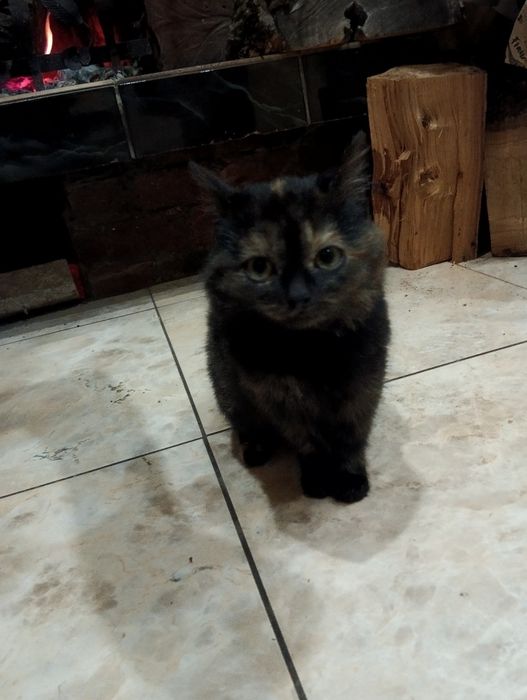 Віддам котиків в добрі руки