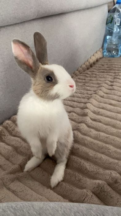 Sprzedam królika miniaturkę z hodowli – z całym wyposażeniem