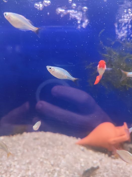 Peixe arco íris neon