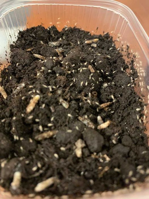 Skoczogonki (Collembola sp.) 200 ml