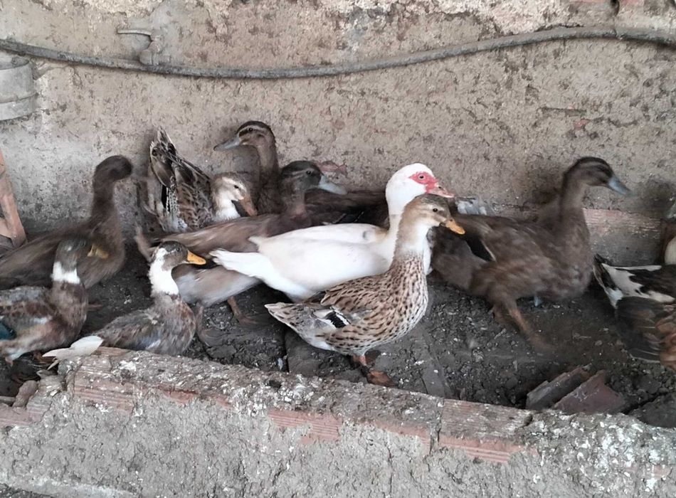 Patos de várias raças