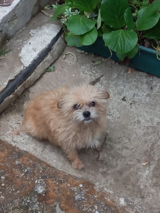 Menina - 2.5 meses, xYorkshire (5kg)