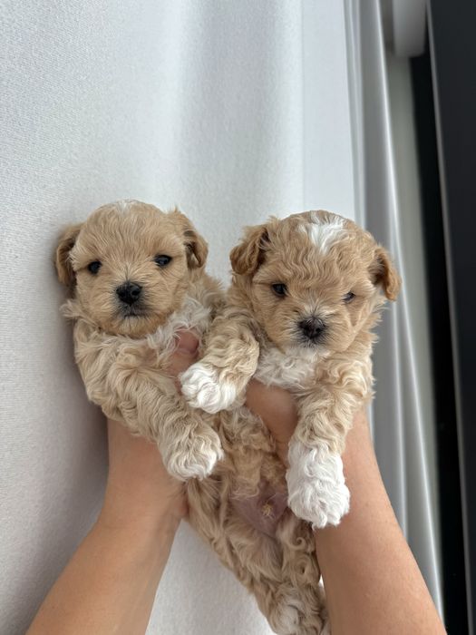 Цуценята Мальтіпу!