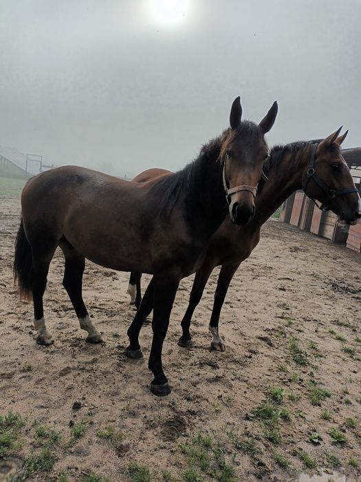 Wałach PKS  2 lata 8 miesięcy