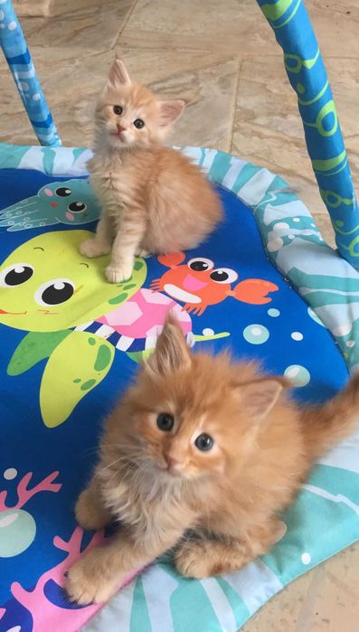 Gato Maine Coon Raca Pura