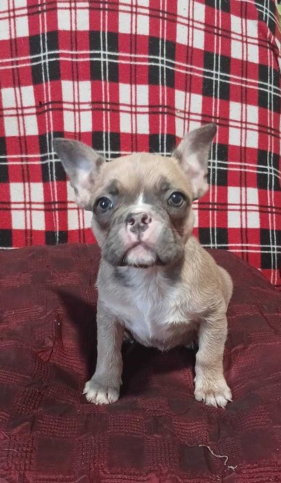 Французский бульдог