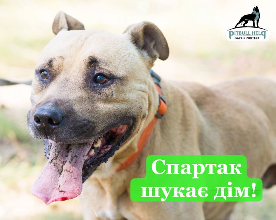 Пітбуль шукає дім