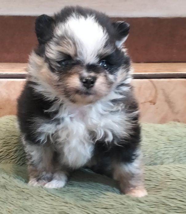 Szpic miniaturowy. Pomeranian. Sunia.