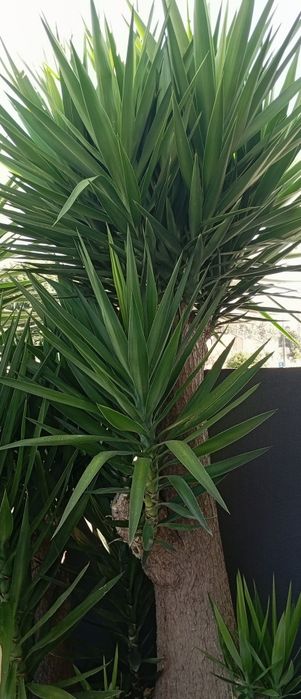 Yucca plantas verdes