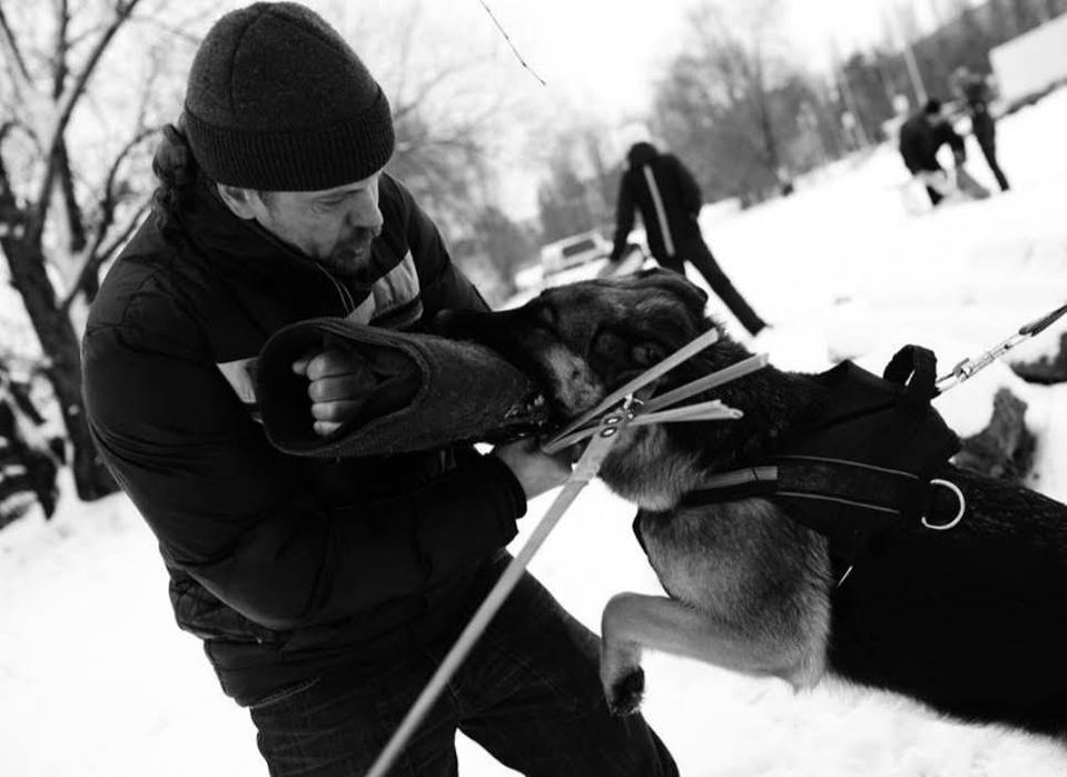 Кобель німецької вівчарки стандарт